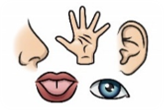 It is a diagram showing eye, ear, mouth, nose and hand
